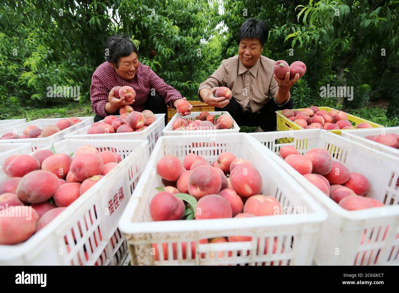 Gli agricoltori ordinano e confezionano le pesche in una base di coltivazione di pesche nella città di Huaibei, provincia di Anhui, nella Cina orientale, il 19 giugno 2020. Foto Stock