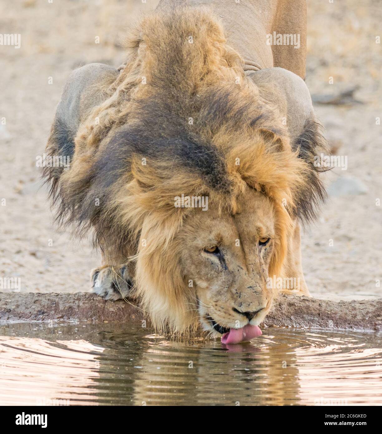 Un leone dalla manica nera che beve in un buco d'acqua nel Parco di Kgalagadi TransFrontier, nel deserto di Kalahari, nell'Africa meridionale. Foto Stock