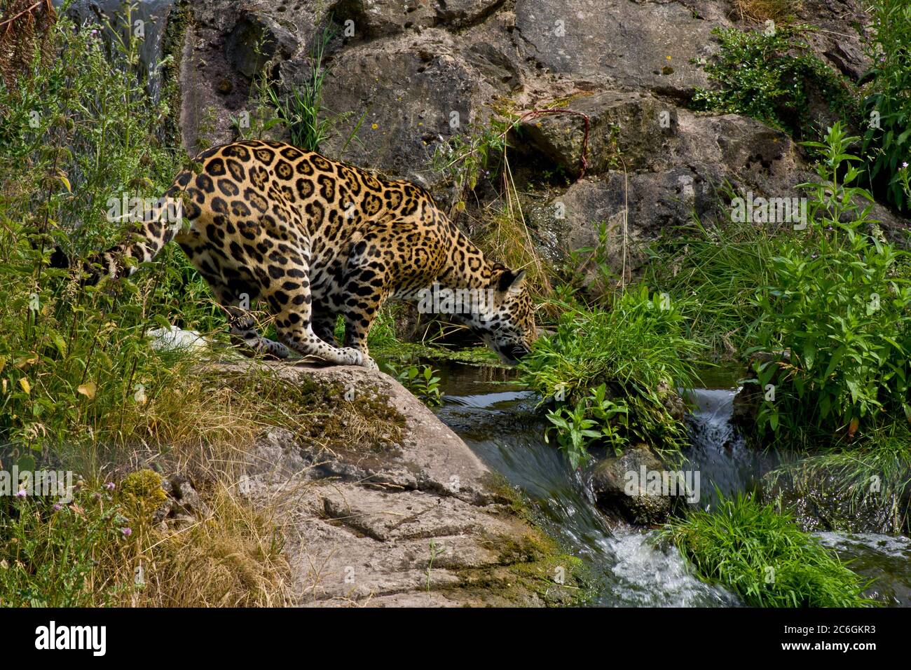 Giaguaro, gatto selvatico, gatto grande, gatto grande, giaguaro a una cascata, fauna, natura, in pericolo, sforzi di conservazione Foto Stock