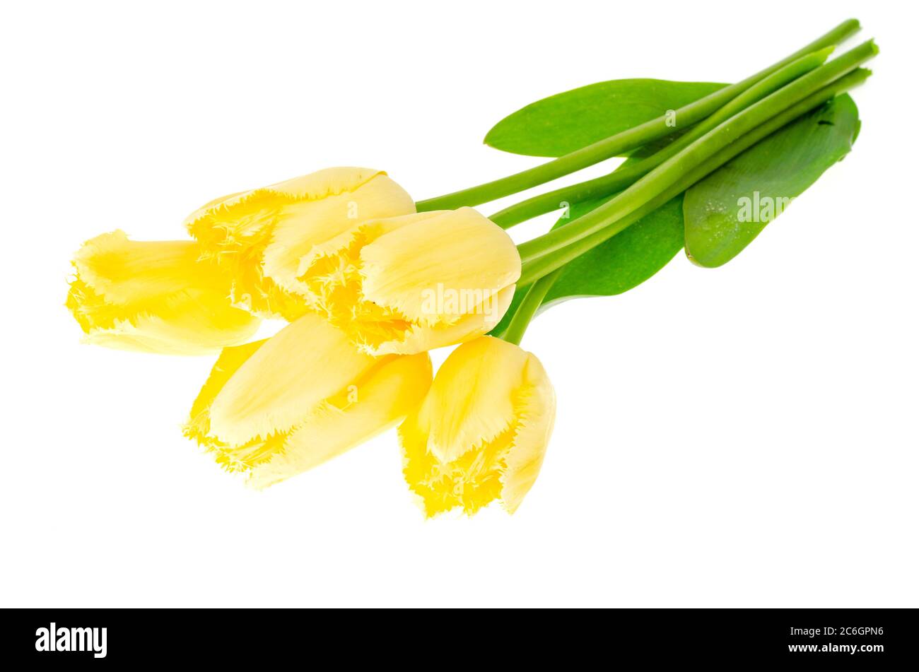 Bouquet di tulipani gialli con bordi di spugna. Foto Stock