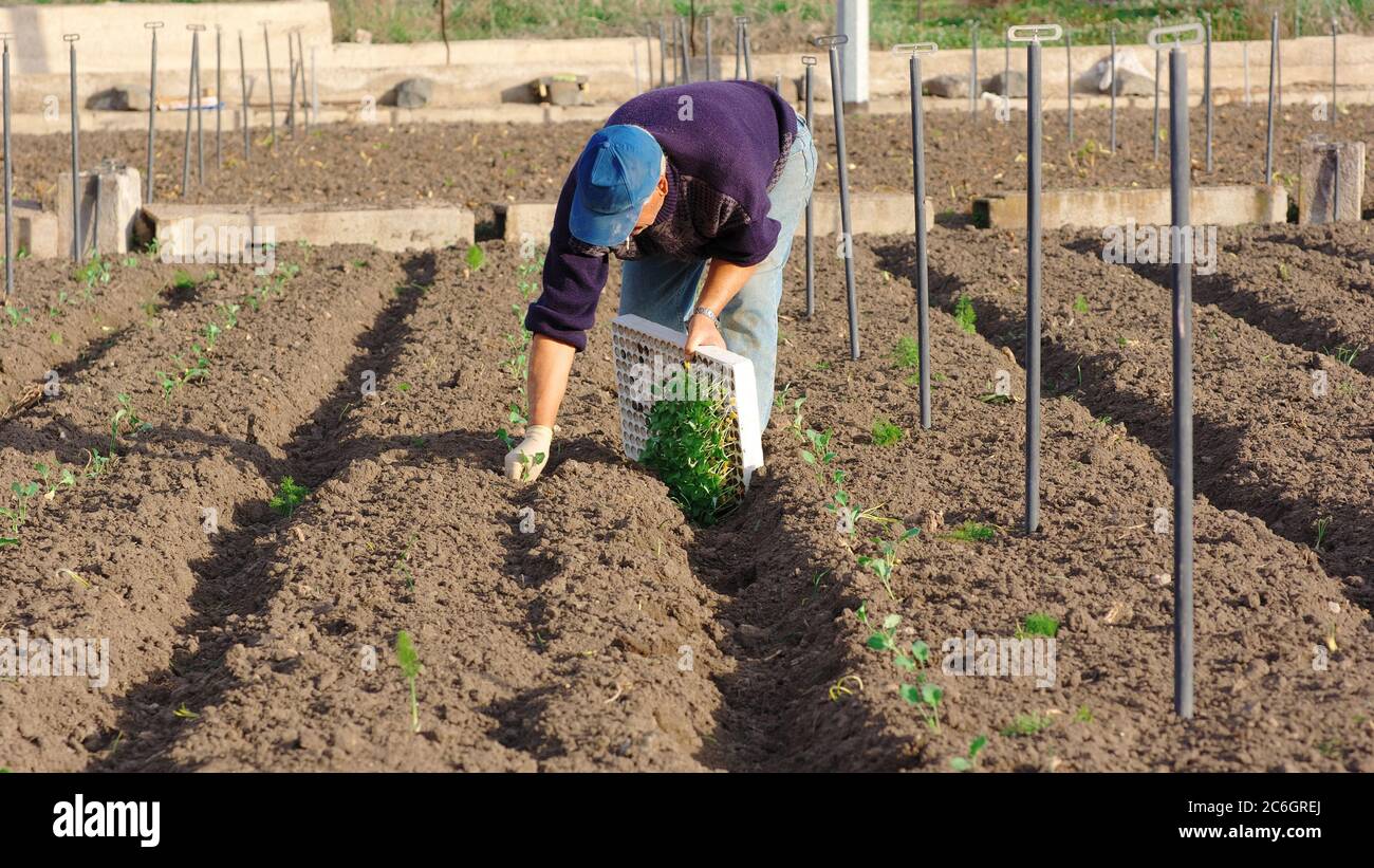 coltivatore sta piantando giovani ortaggi in un campo di agricoltura sicilia Foto Stock