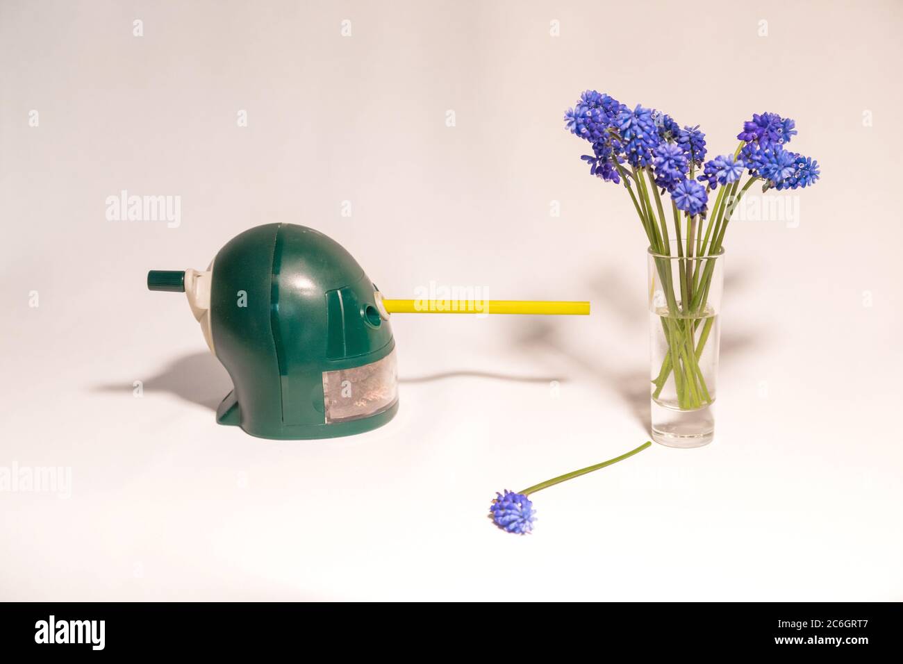 Fiori blu e affilatrice meccanica della scuola sono sul tavolo bianco Foto Stock