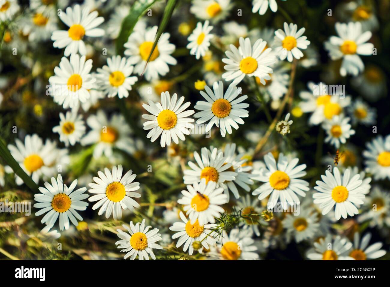 Fioritura piena di camomilla o camomilla. Daisy fiore. Foto Stock