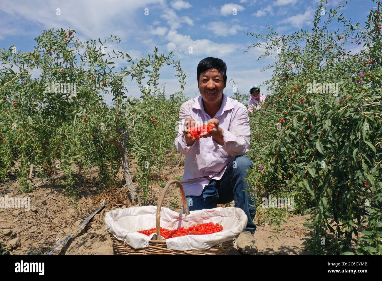 Gli agricoltori locali sono impegnati a raccogliersi frutti di bosco Goji, noti anche come frutti di bosco, che è specialità locale, contea di Jinghe, Borgala Mongol autonomo Prefectu Foto Stock