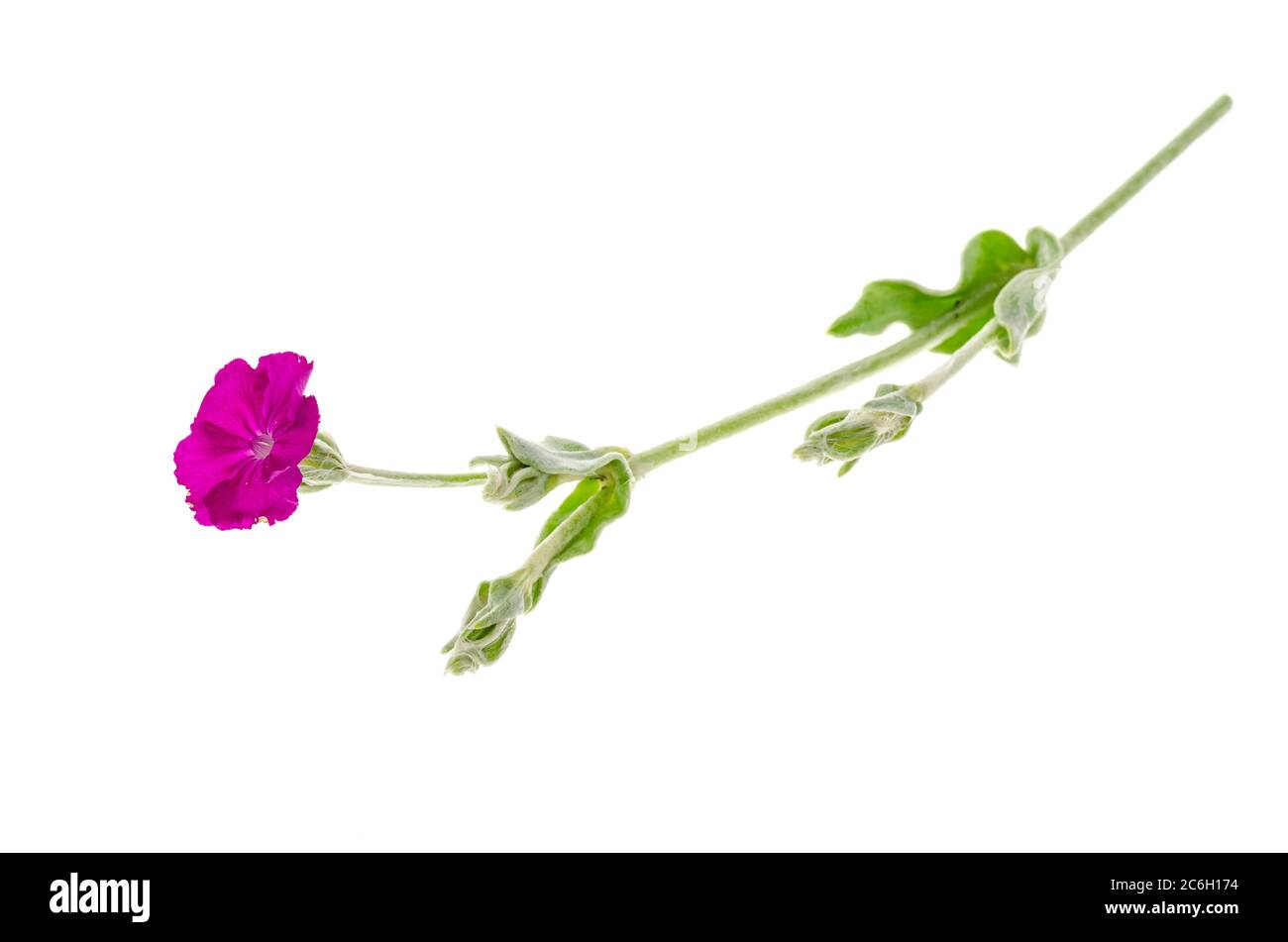 Pianta selvatica con fiore rosa e foglie argentate. Foto Stock