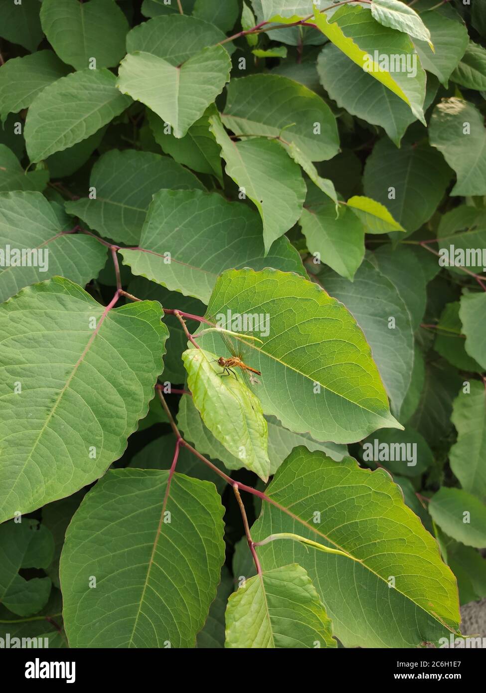 una libellula su una grande foglia Foto Stock
