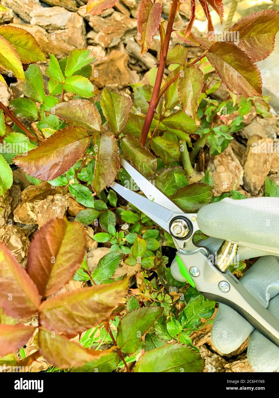 Potatura ramoscelli di rose, cura di giardino fiorito Foto Stock