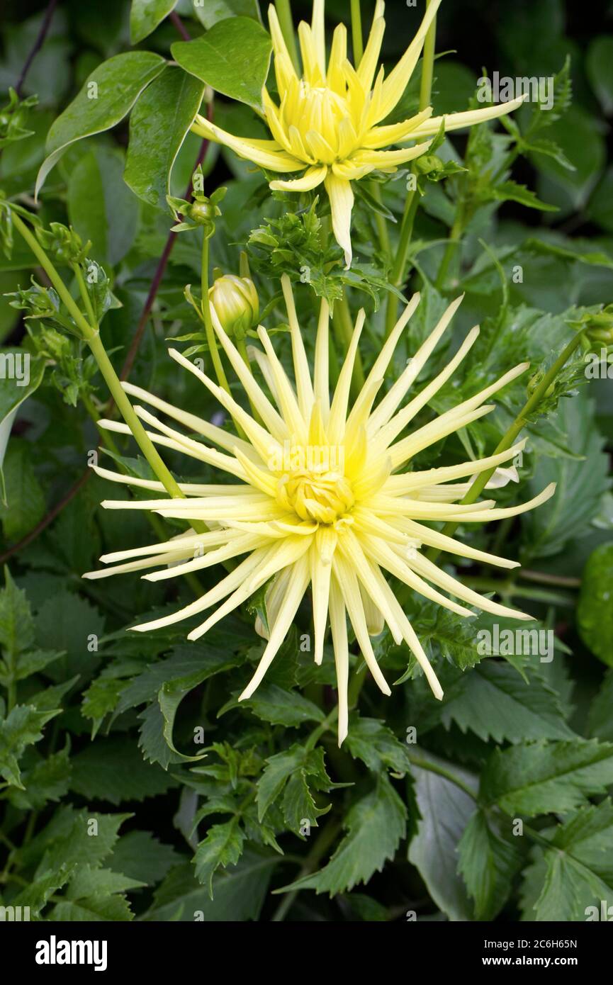 Dahlia 'Grysons ragno giallo' Fiori. Foto Stock