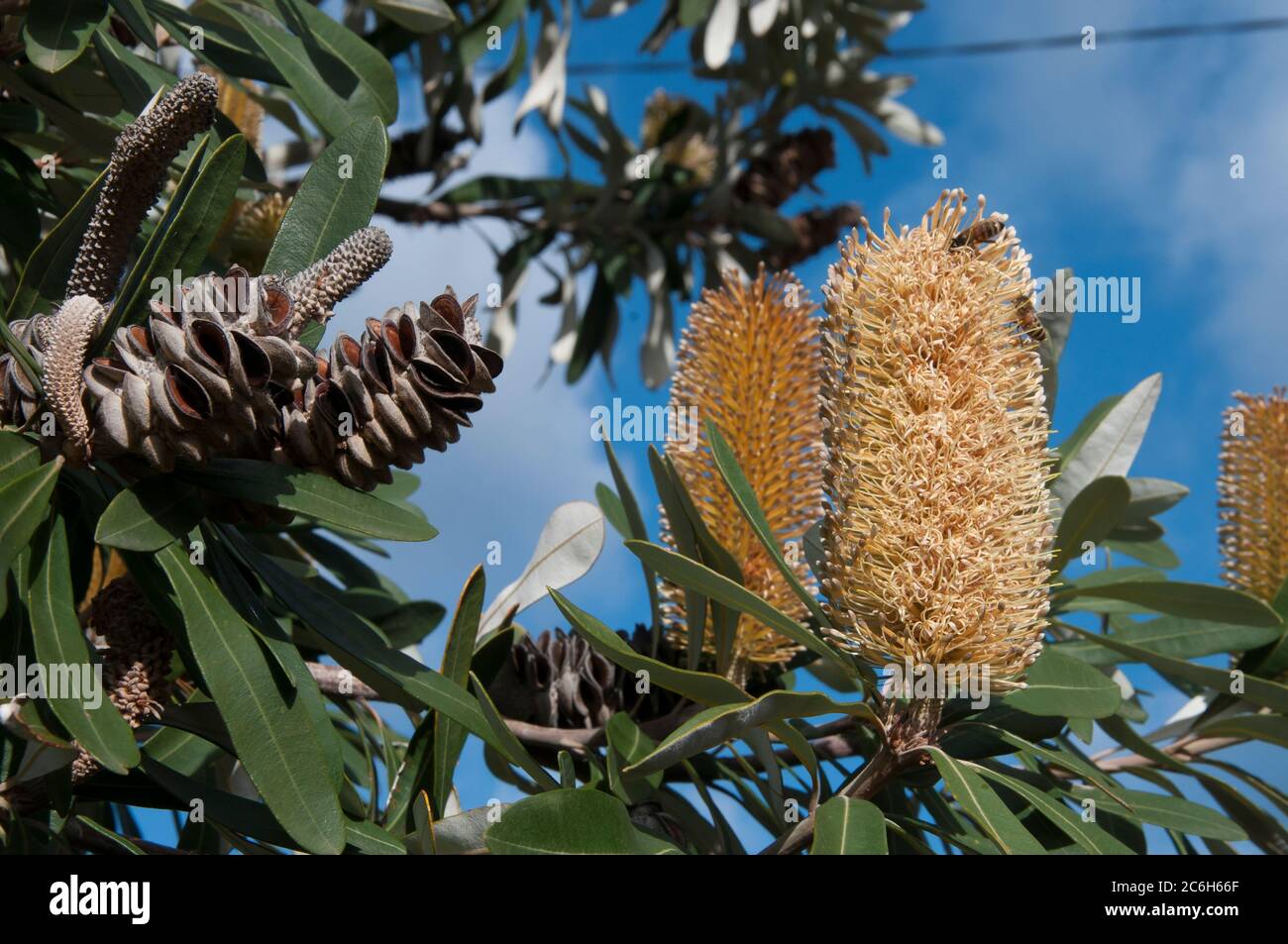 Costa banksia, Banksia integrifolia, Elwood, Melbourne, Australia Foto Stock