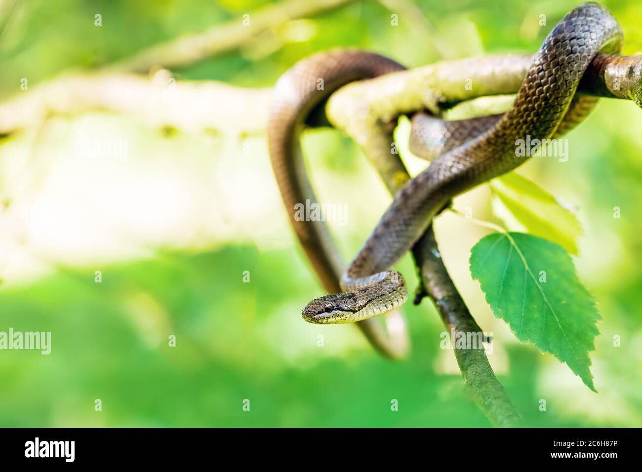 Serpente liscio non venoso, Coronella austriaca impiccato su albero, Repubblica Ceca, Europa fauna selvatica Foto Stock