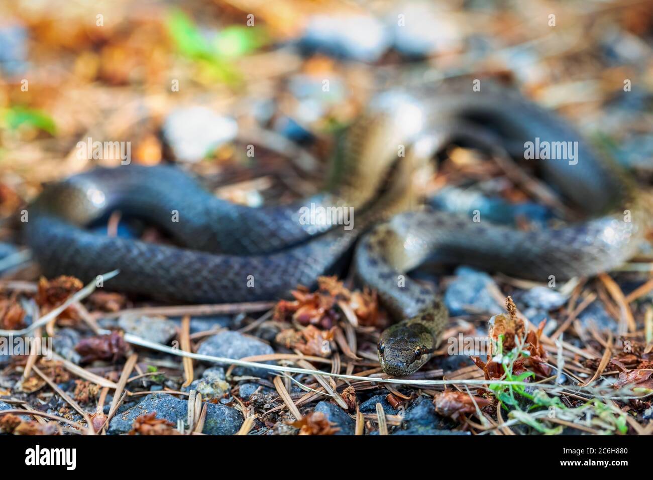 Serpente liscio non venoso, Coronella austriaca su terra in posizione di difesa, Repubblica Ceca, Europa fauna selvatica Foto Stock