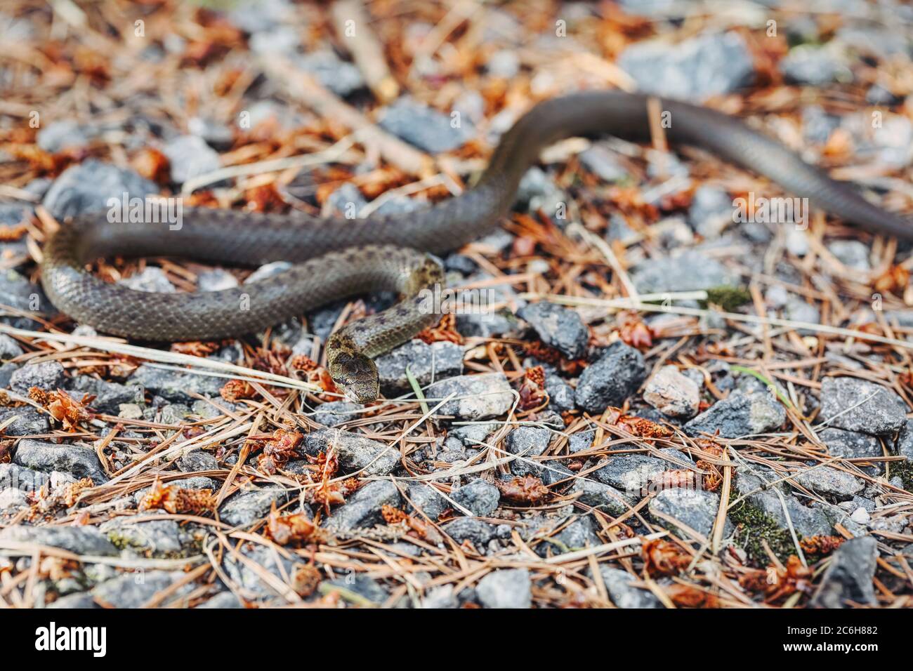 Serpente liscio non venoso, Coronella austriaca strisciando a terra, Repubblica Ceca, fauna selvatica europea Foto Stock