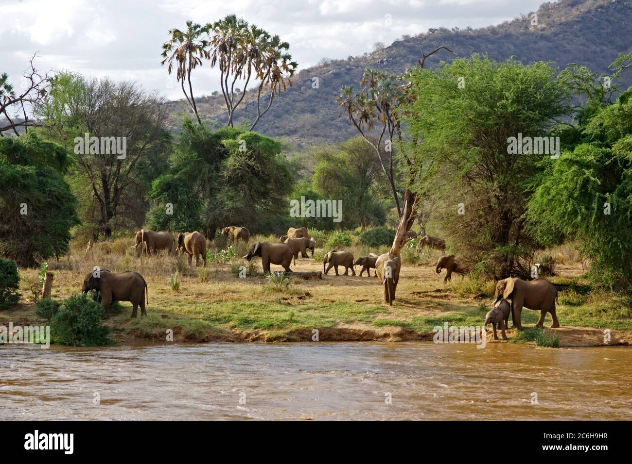 Una mandria di elefante Bush africano (Loxodonta africana) fotografata in natura Foto Stock