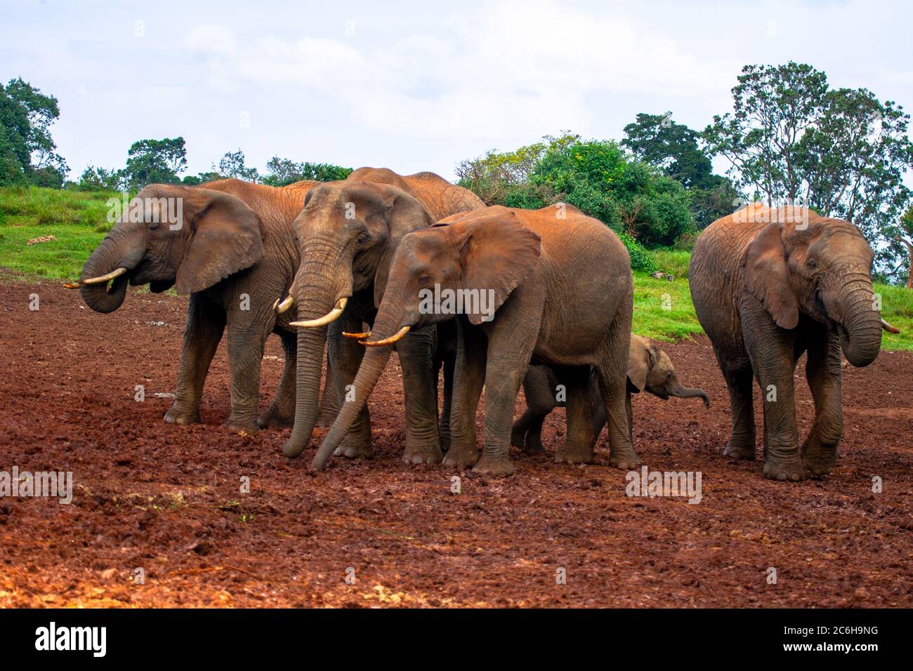 Una mandria di elefante Bush africano (Loxodonta africana) fotografata in natura Foto Stock