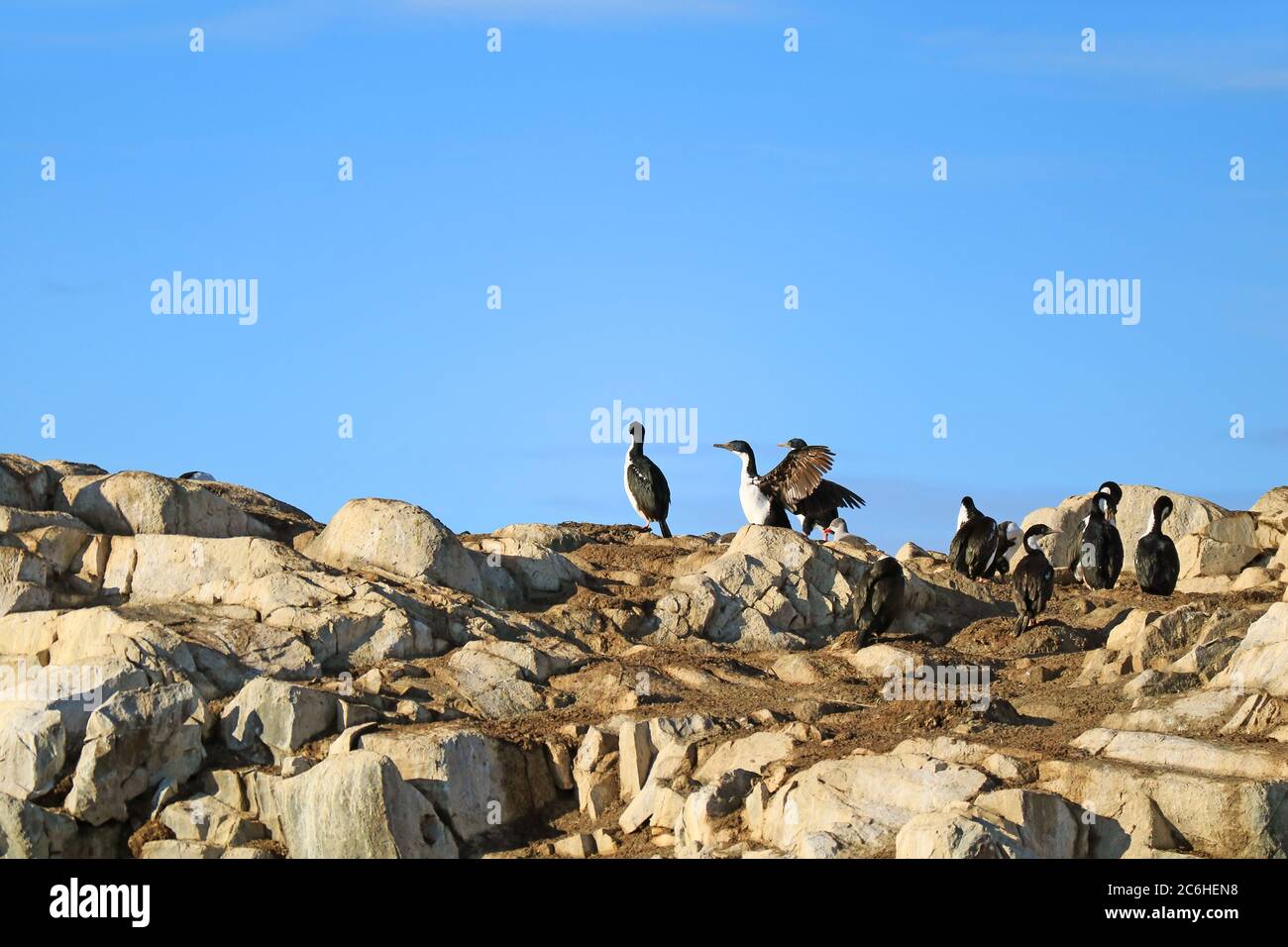 Comportamento di essiccazione delle ali di uccelli cormorani, Isola delle Montagne Rocciose nel canale di Beagle, Ushuaia, Tierra del Fuego, Argentina Foto Stock