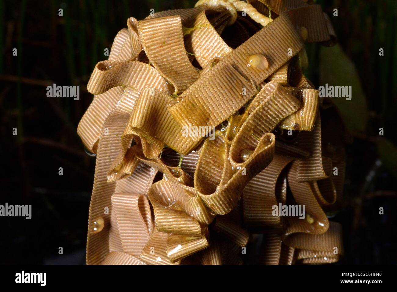 Uova novelle trovate su una 'poppa da pastinatore' fatta di un fascio di stoffa lasciata in uno stagno per le notte femminili per deporre le uova, vicino Wells, Somerset, UK, aprile. Foto Stock