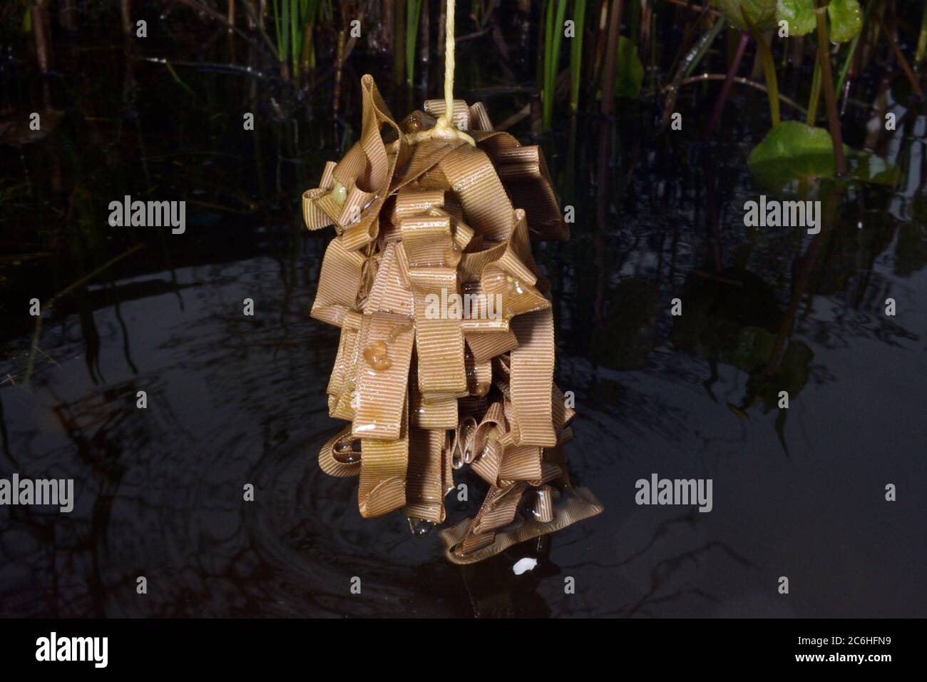 Uova di tritone trovati su un "pignoramento mop' fatta da un fascio di stoffa a sinistra in uno stagno per le femmine di tritoni per deporre le uova su, vicino a Wells, Somerset, Regno Unito, aprile 2018. Foto Stock