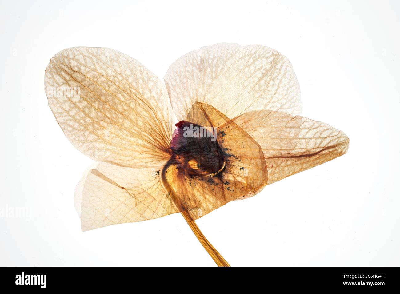 Pigiata e secca Phalaenopsis Orchidea fiore retroilluminato e isolato su sfondo bianco Foto Stock