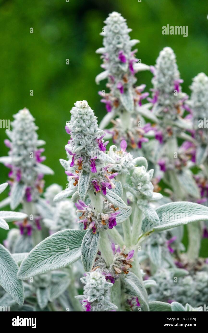 Fiori viola di carpet d'argento di Stachys Foto Stock