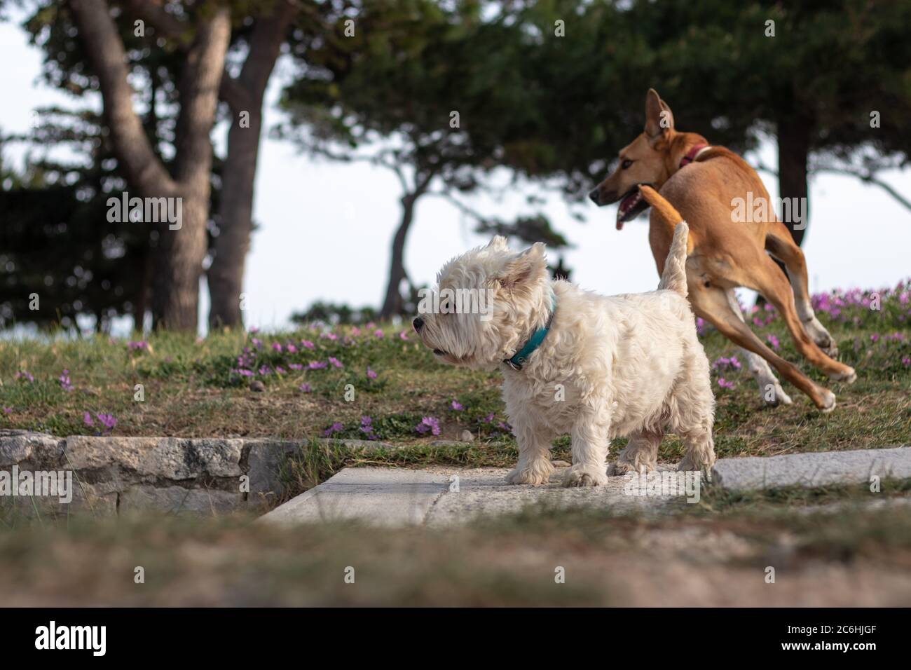 Due cani, uno bianco piccolo maltese e uno marrone più grande che si levano insieme guardando in lontananza. Concetto di compagnia e di togetherness, preda Foto Stock