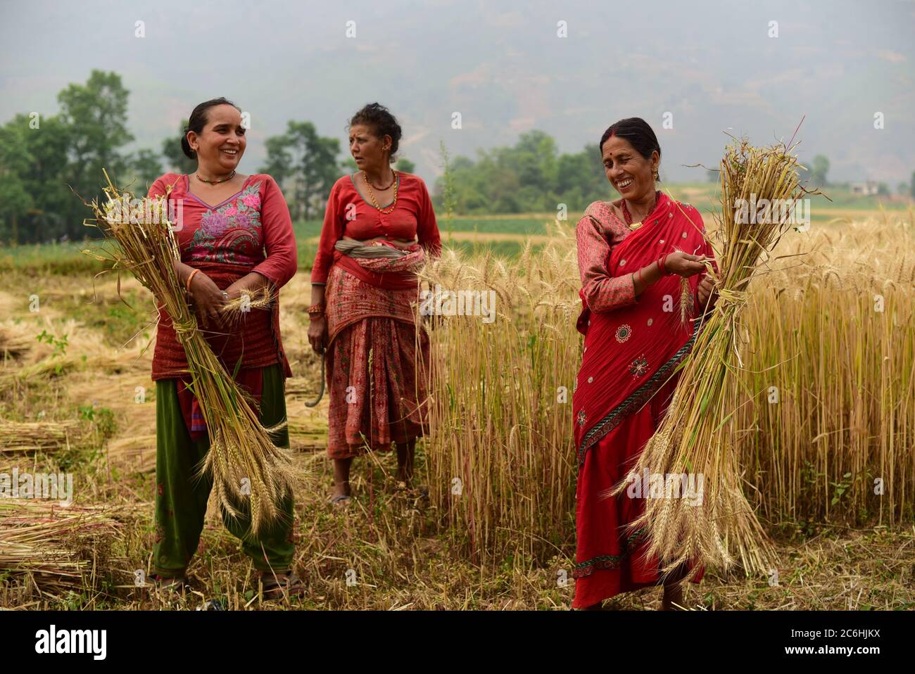 Donne contadine che raccolgono grano in un campo agricolo nel distretto di Kavrepalanchok, Nepal. Foto Stock