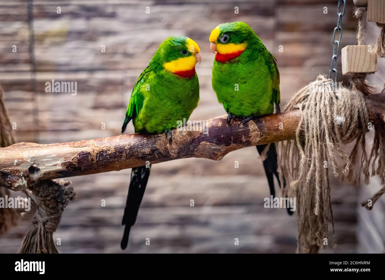 Bella coppia di pappagalli verdi, seduti sul ramo in voliera Foto Stock