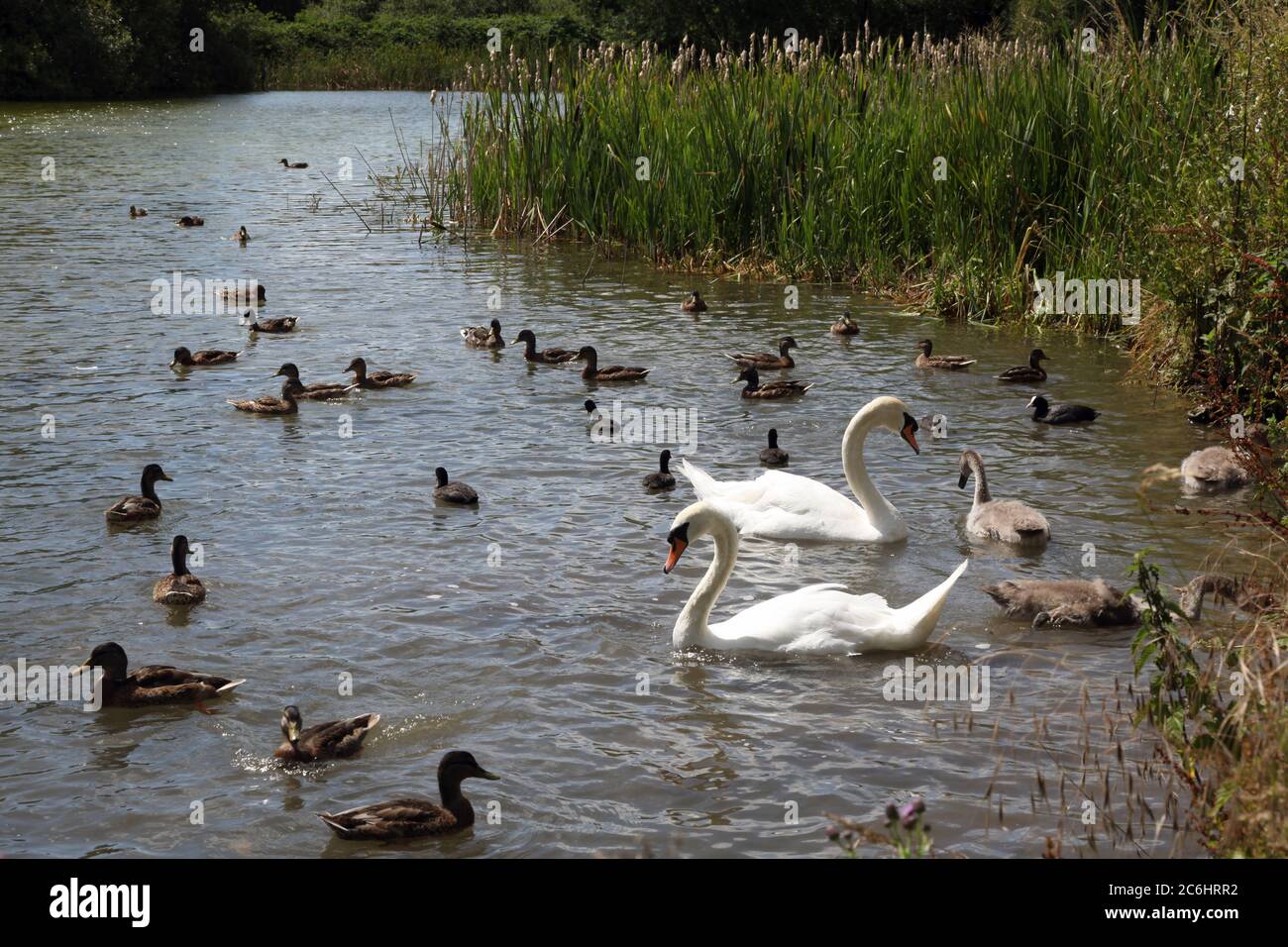 Fetcham Mill Pond, Surrey, 2020. Foto Stock