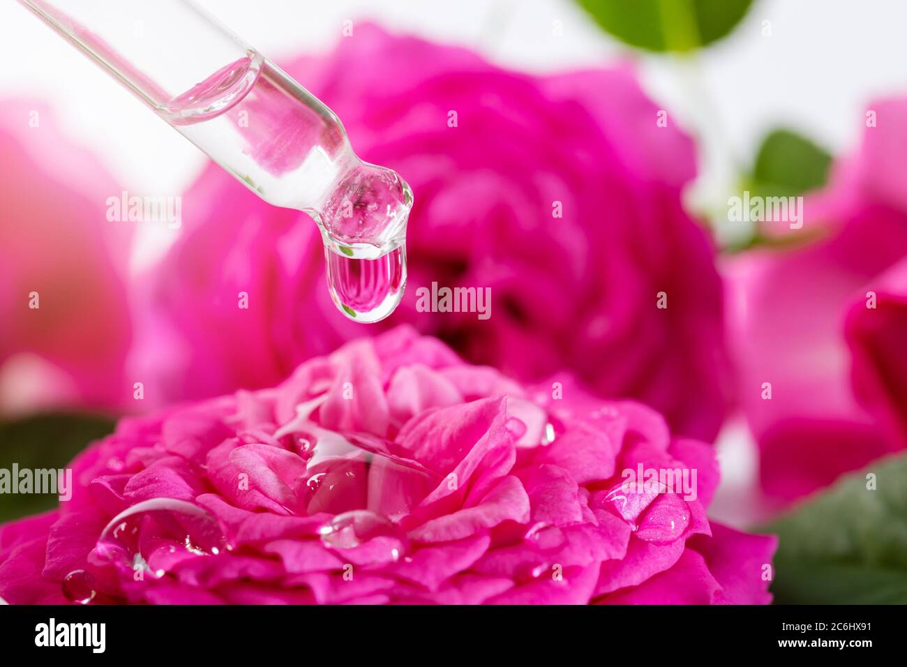pipettare con una goccia d'olio floreale essenziale sopra il fiore rosa bagnato. trattamento termale o concetto di aromaterapia Foto Stock