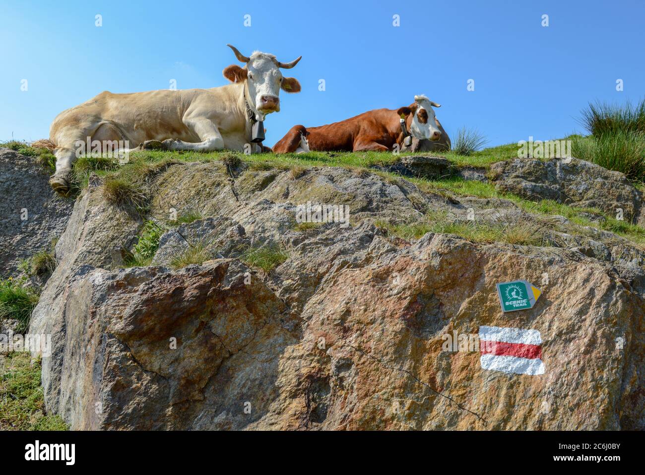 Mucche sdraiate in un allevamento nella valle della Capriasca nelle alpi svizzere Foto Stock