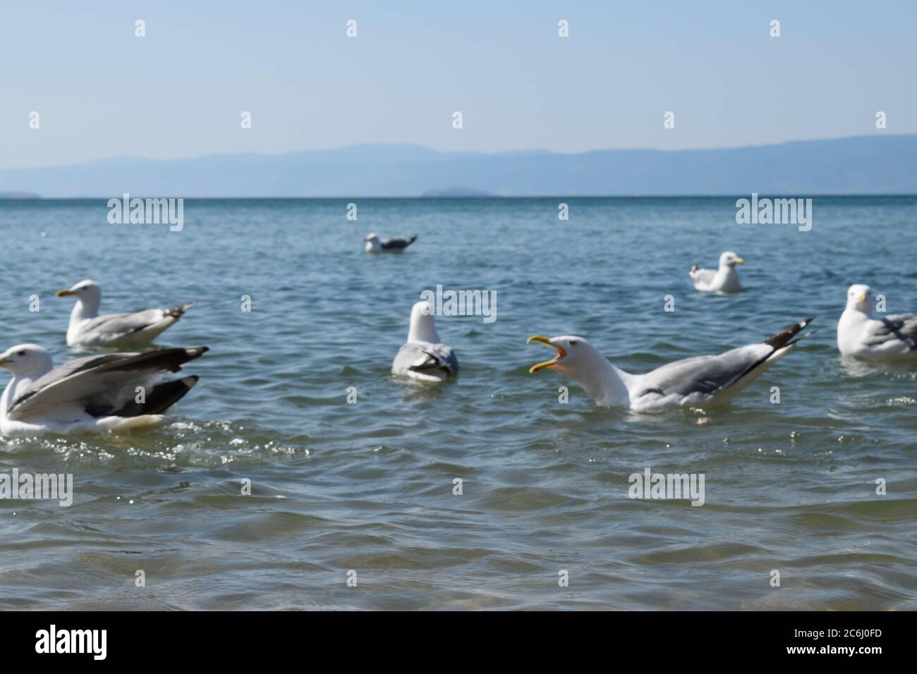 Gabbiani combattendo per il cibo sull'isola di Olkhon, lago Baikal, Russia Foto Stock