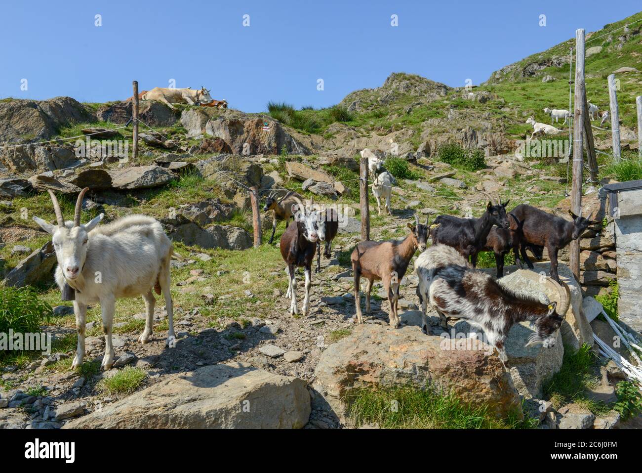 Capre che tornano in azienda dai pascoli della valle della Capriasca nelle alpi svizzere Foto Stock