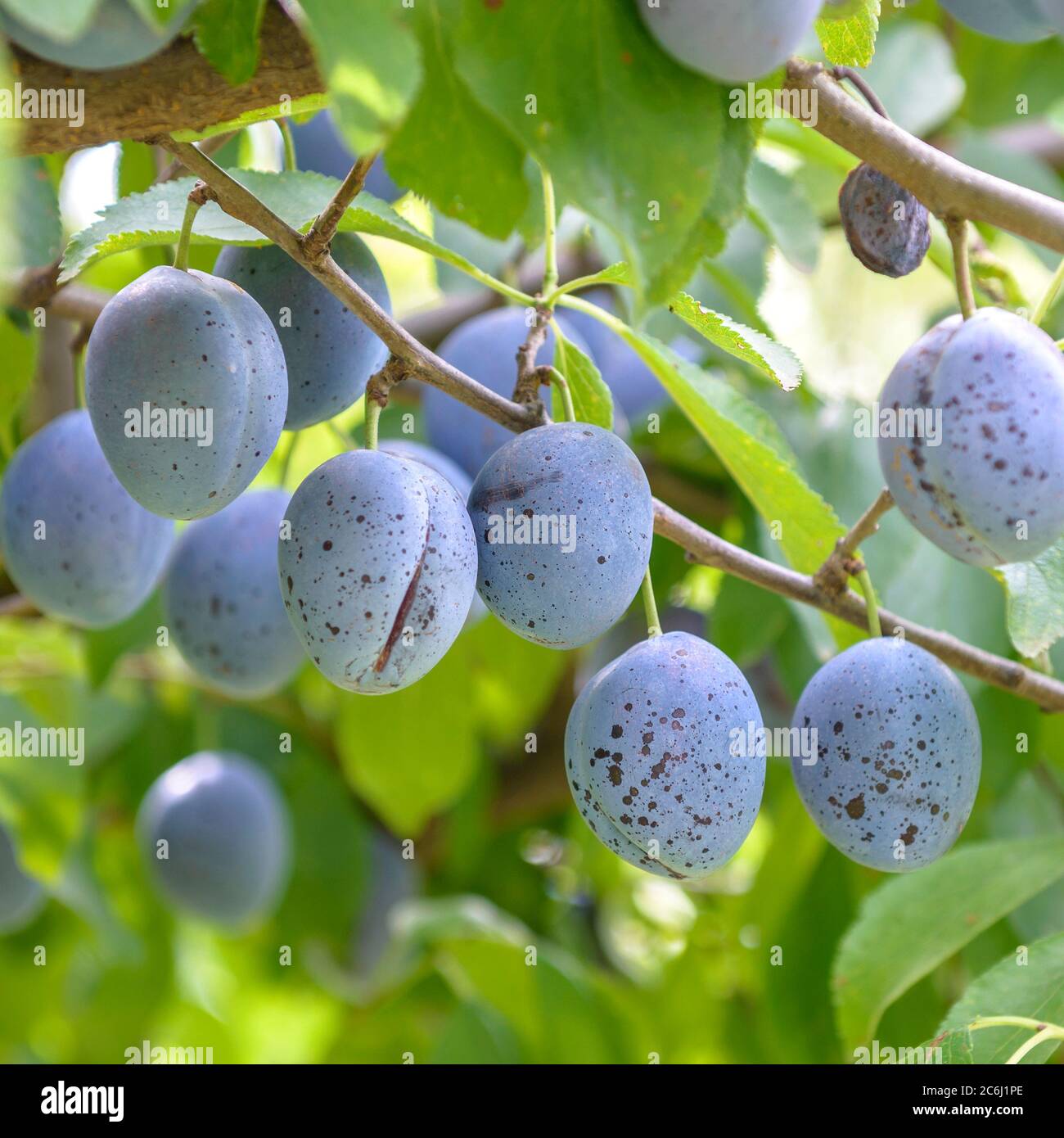 Pflaume Prunus domestica Italienische Zwetsche, Plum Prunus domestica Italiano Zwetsche Foto Stock