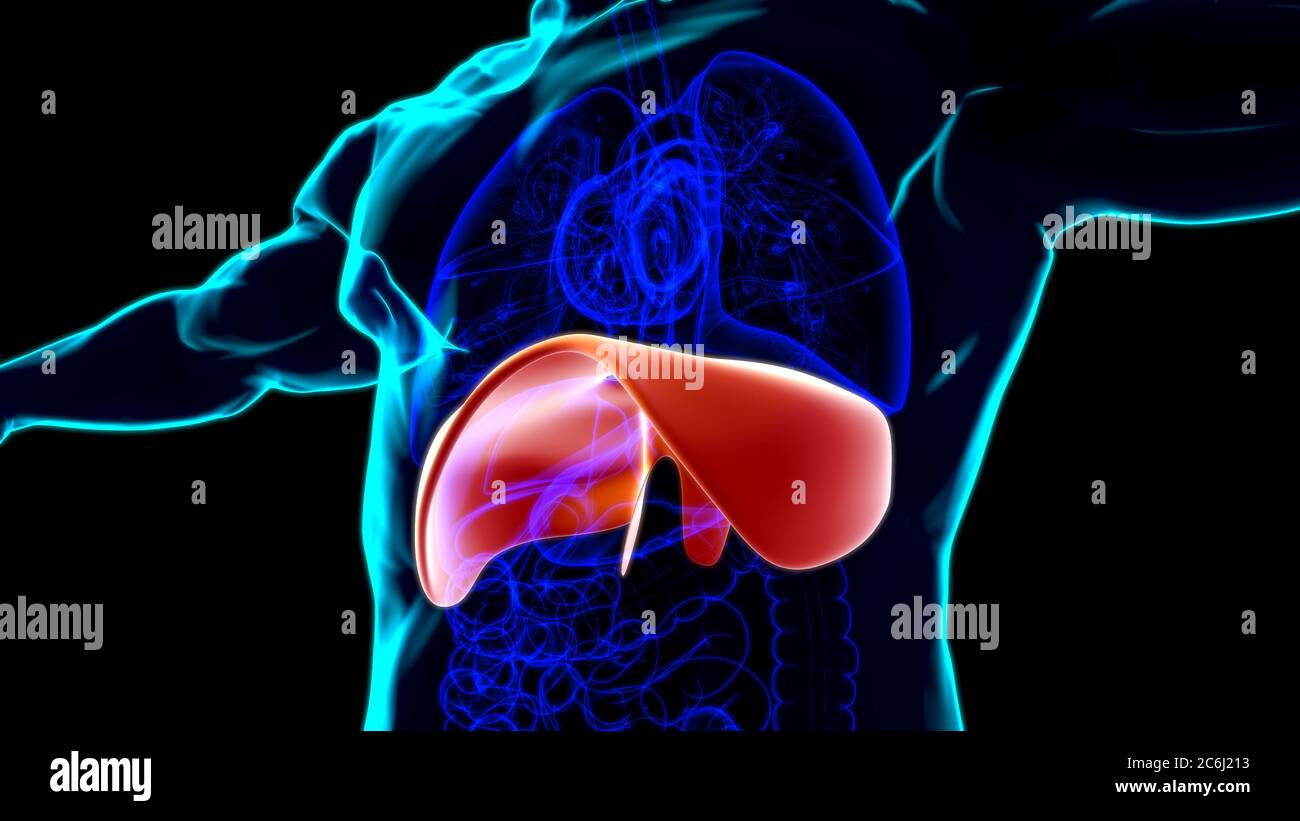 Anatomia del sistema respiratorio umano a diaframma per l'illustrazione 3D del concetto medico Foto Stock