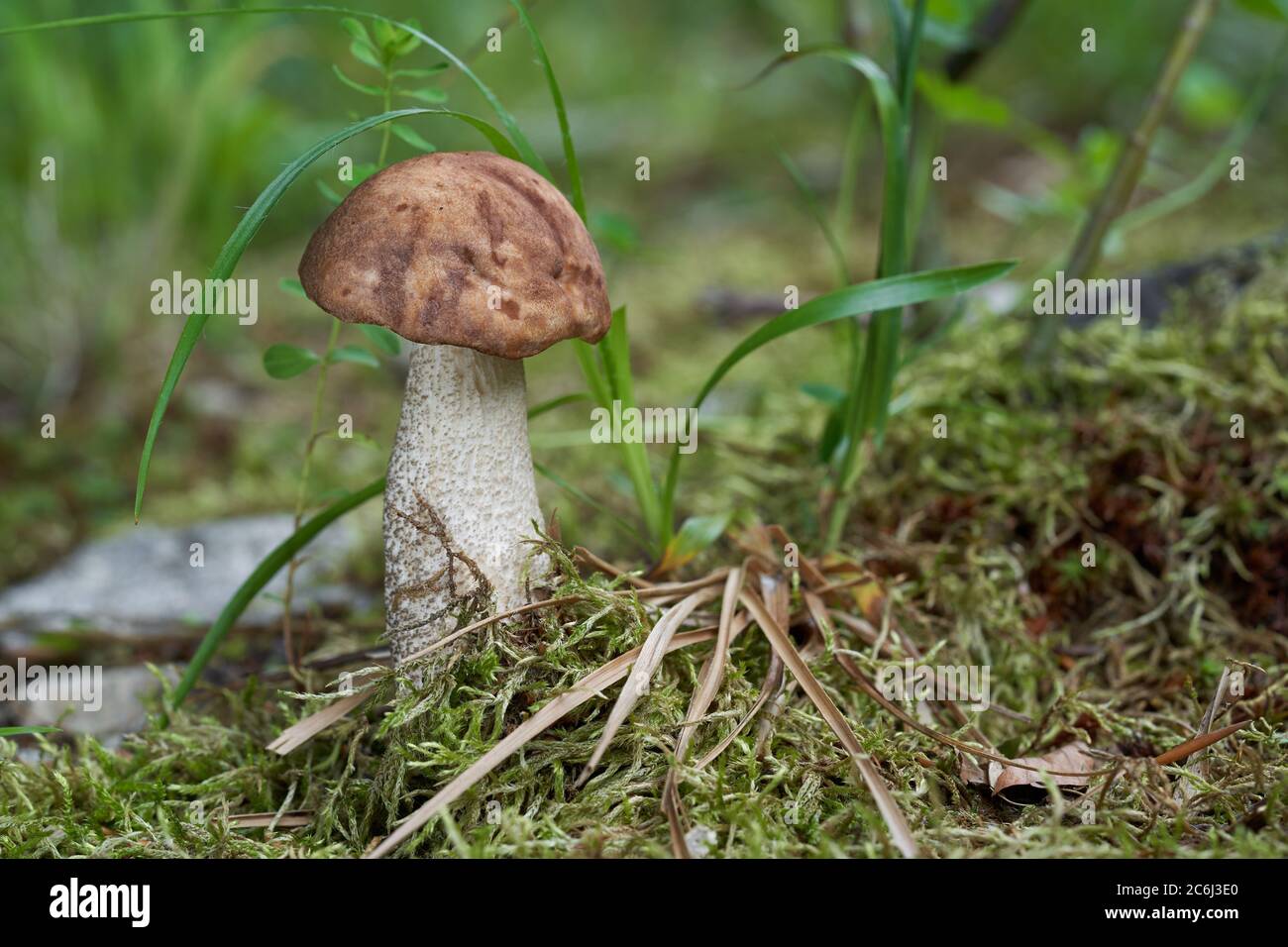 Funghi commestibili Leccinum scabrum nella foresta di betulla. Conosciuto come bolete a gambo ruvido, gambo scabro e bolete di betulla. Funghi selvatici con testa marrone. Foto Stock