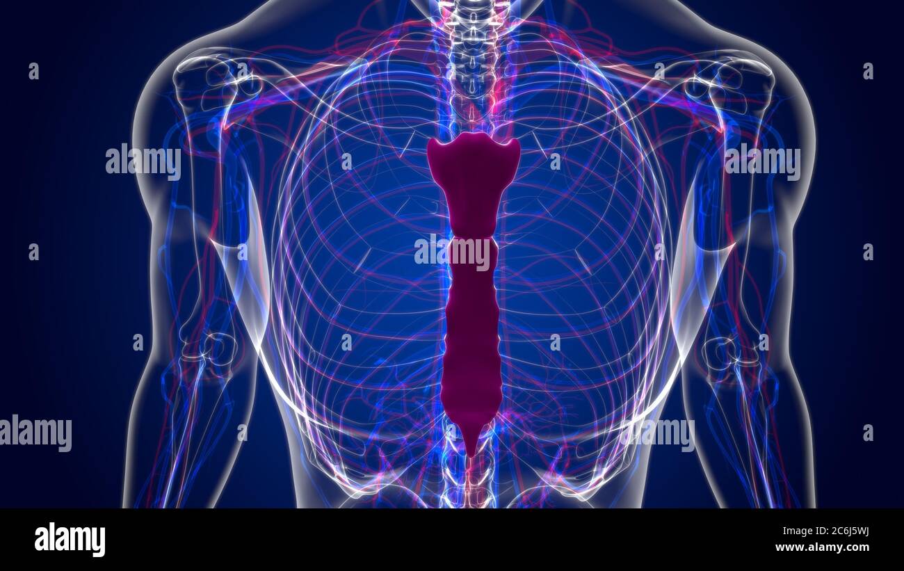 Anatomia ossea dello scheletro umano per l'illustrazione 3D del concetto medico Foto Stock