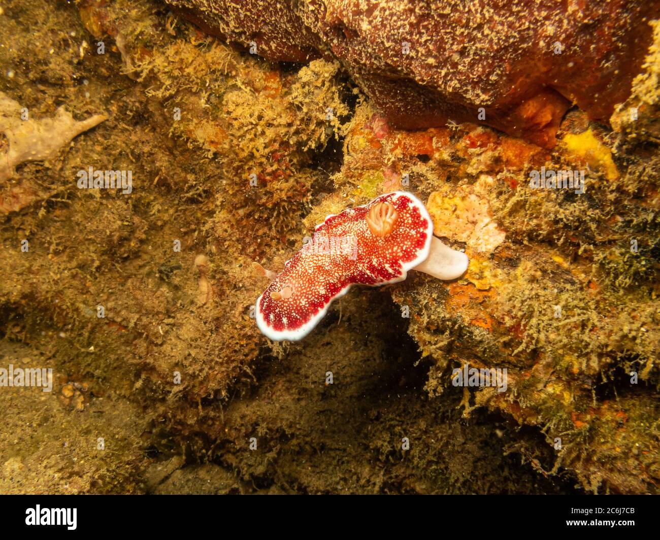 Nudiranch Goniobranchus reticulatus in una barriera corallina di Puerto Galera nelle Filippine. Queste barriere coralline sono così sane e brulicanti di vita Foto Stock