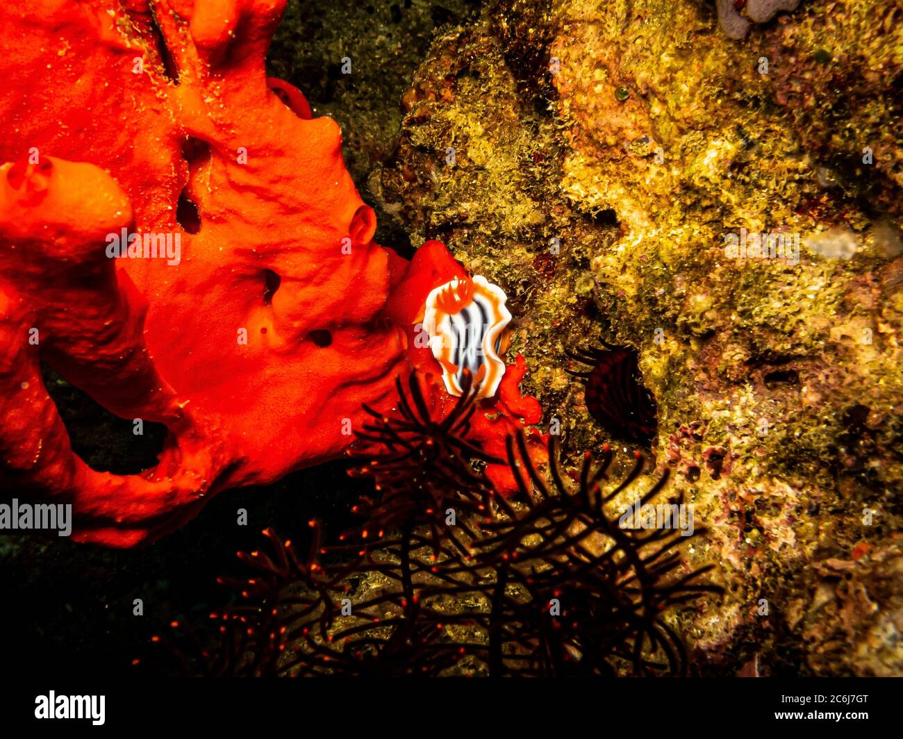 Nudiranch a strisce arancione, bianco e nero Chromodoris magnifica in una barriera corallina di Puerto Galera nelle Filippine. Queste barriere coralline sono così sane e brulicanti di vita Foto Stock