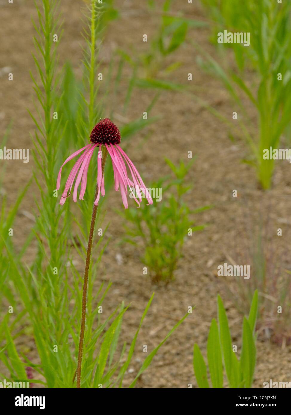 fiori di porpora nel giardino inglese, fuoco selettivo - achinacea purea Foto Stock