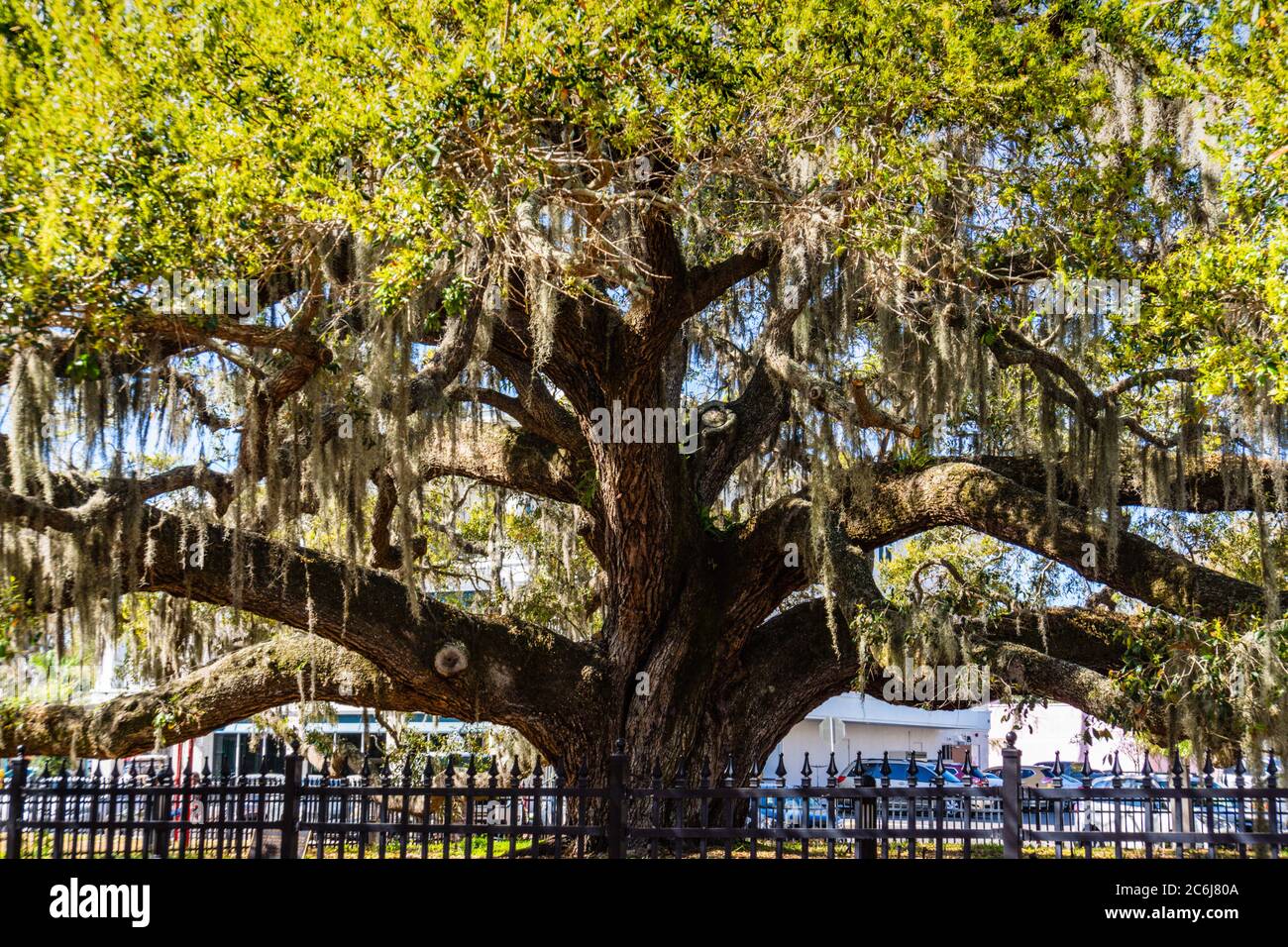 Enorme antico albero di quercia con muschio spagnolo appeso su di esso Foto Stock