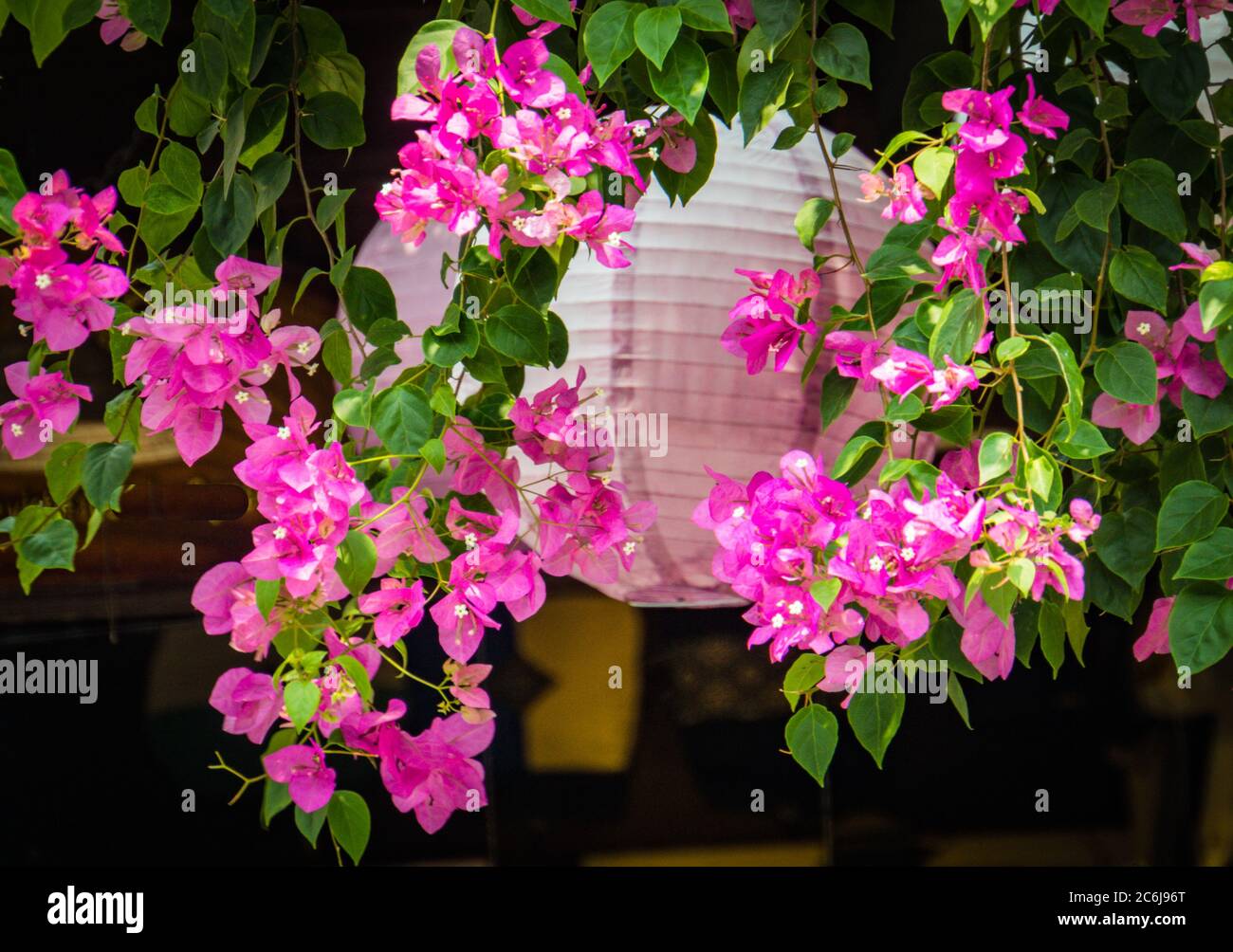 Buganvillea rosa brillante fioriture appese con lanterna bianca in Vietnam Foto Stock