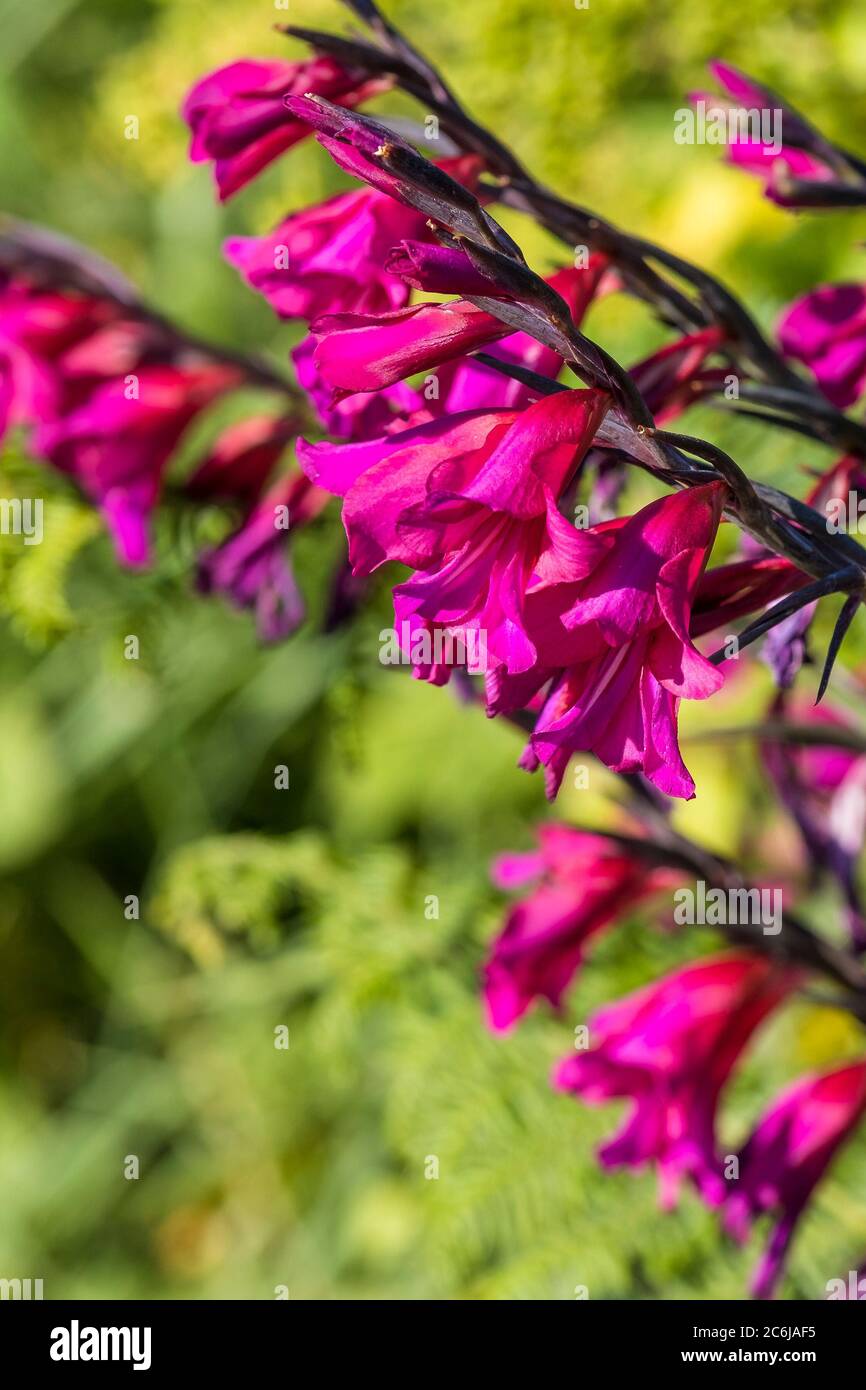 Gladiolo selvatico Gladiolo illyricus che cresce in una gerova. Foto Stock