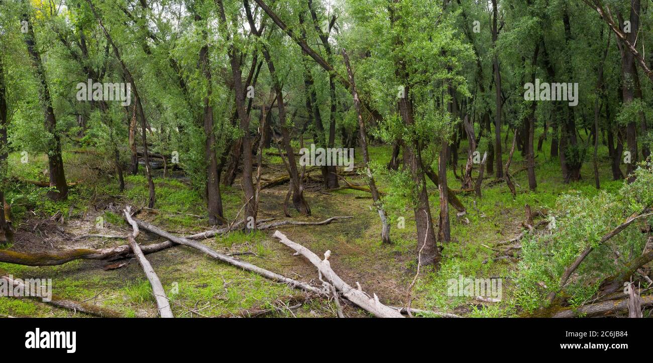 Verdi paludi con alberi inclinati e abbattuto da forti venti. Foto Stock