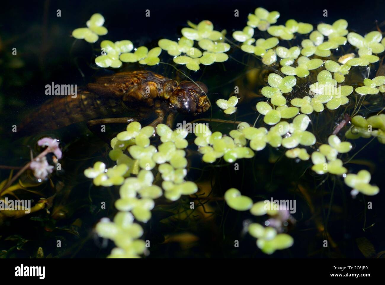 Ninfa di falco meridionale (Aeshna cyanea) in un laghetto di giardino Foto Stock