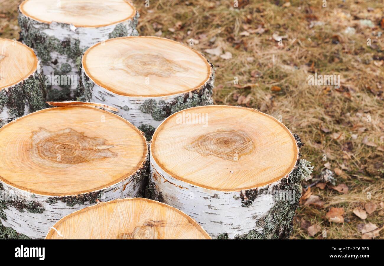 Preparazione di una legna da ardere, pezzi rotondi di betulla si trova a terra, foto closeup Foto Stock