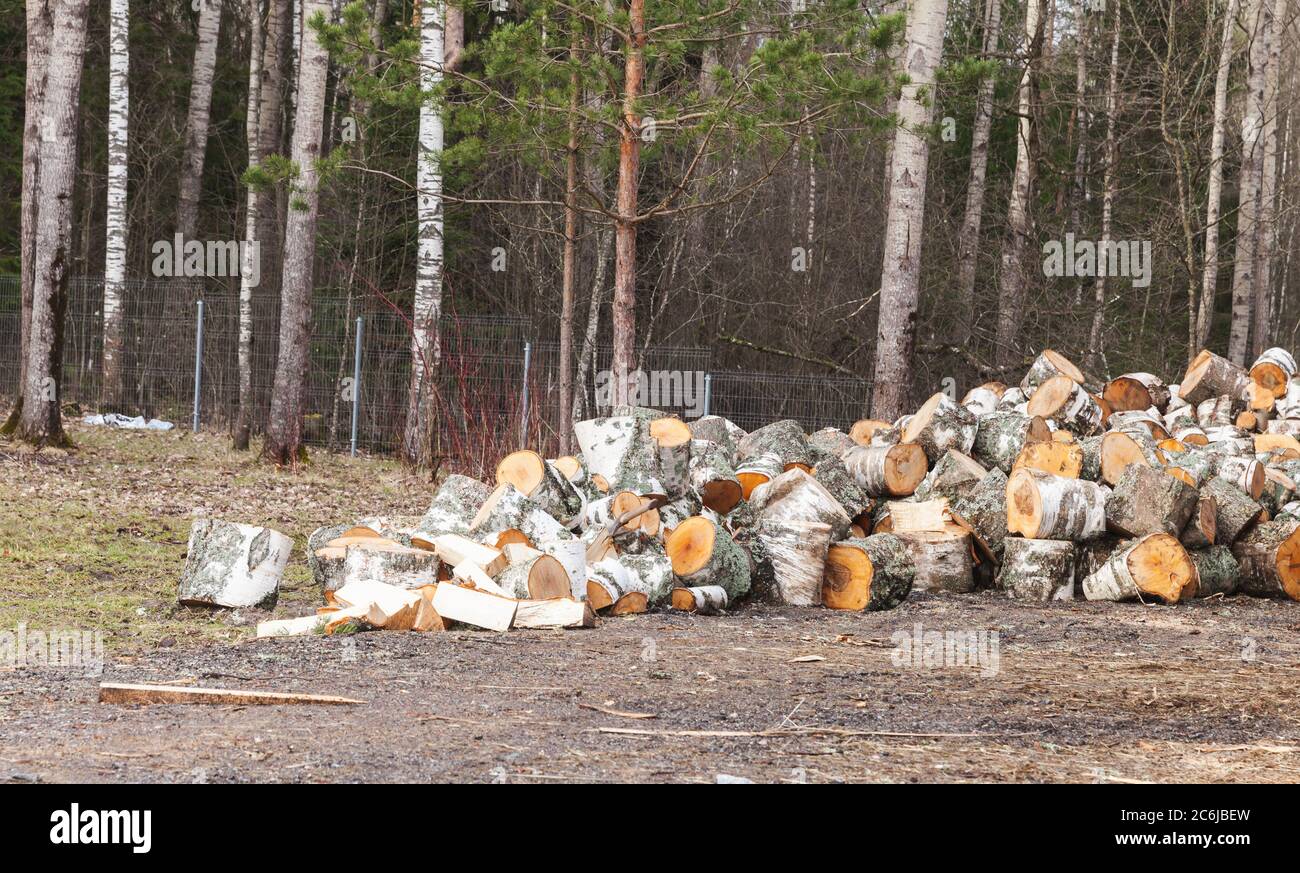 Legna da ardere, pezzi rotondi di betulla posati a terra, foto all'aperto Foto Stock