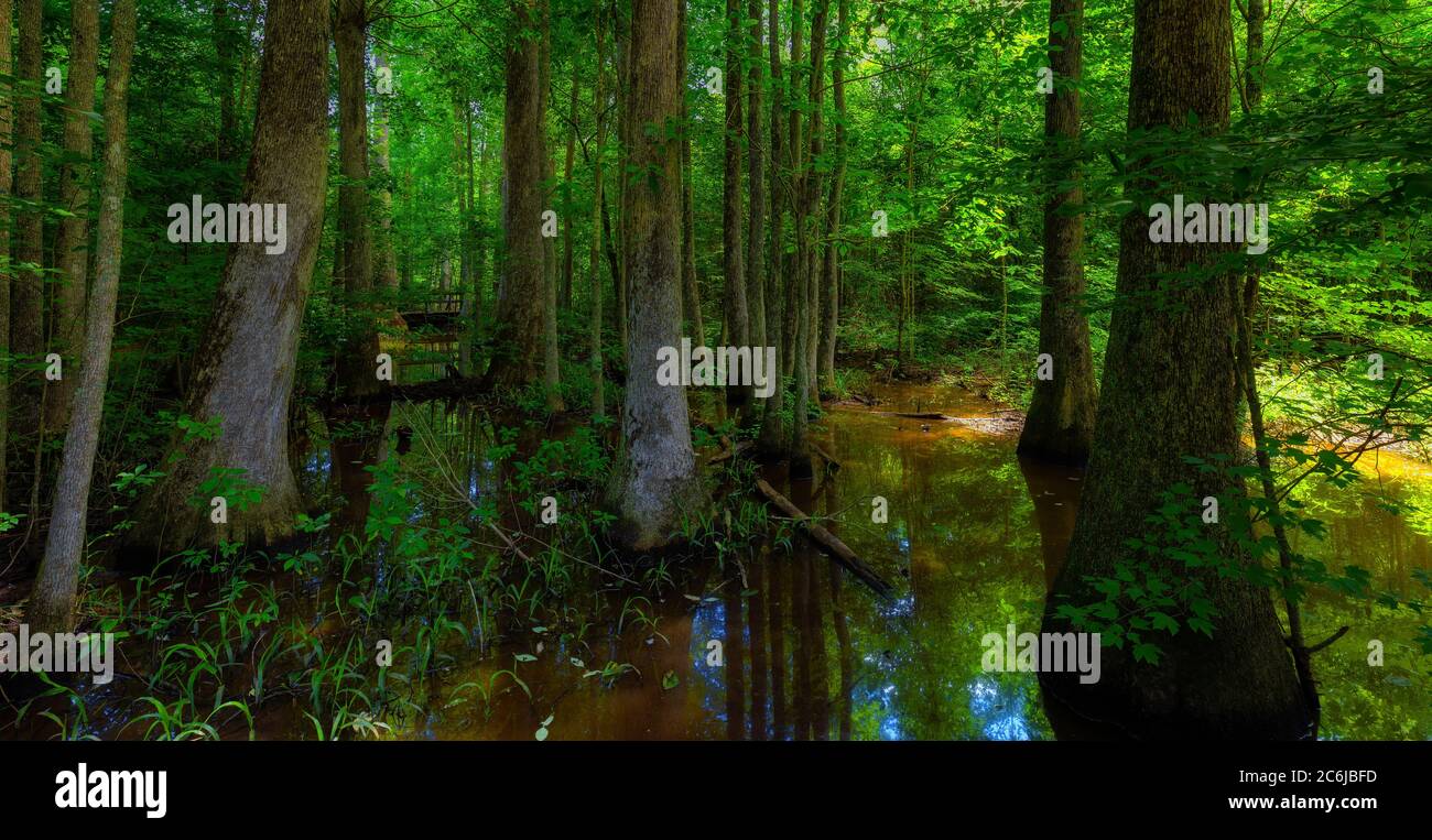 Una piccola palude ombreggiata lungo la Natchez Trace Parkway nel Mississippi. Foto Stock