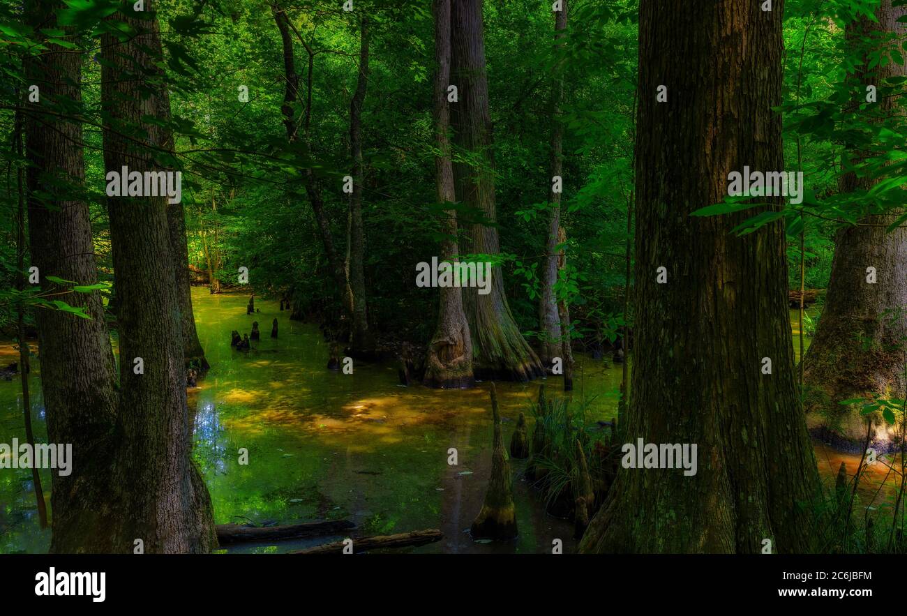 Una piccola palude ombreggiata lungo la Natchez Trace Parkway nel Mississippi. Foto Stock