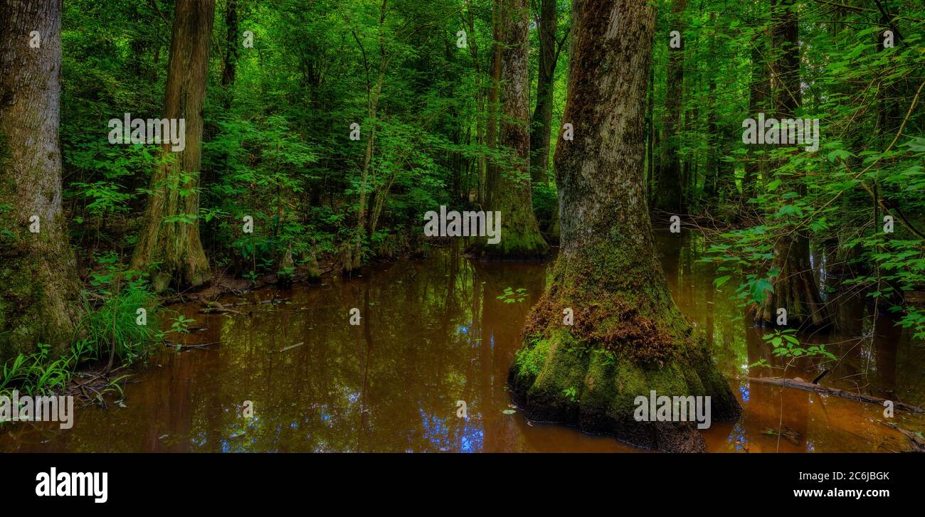 Una piccola palude ombreggiata lungo la Natchez Trace Parkway nel Mississippi. Foto Stock