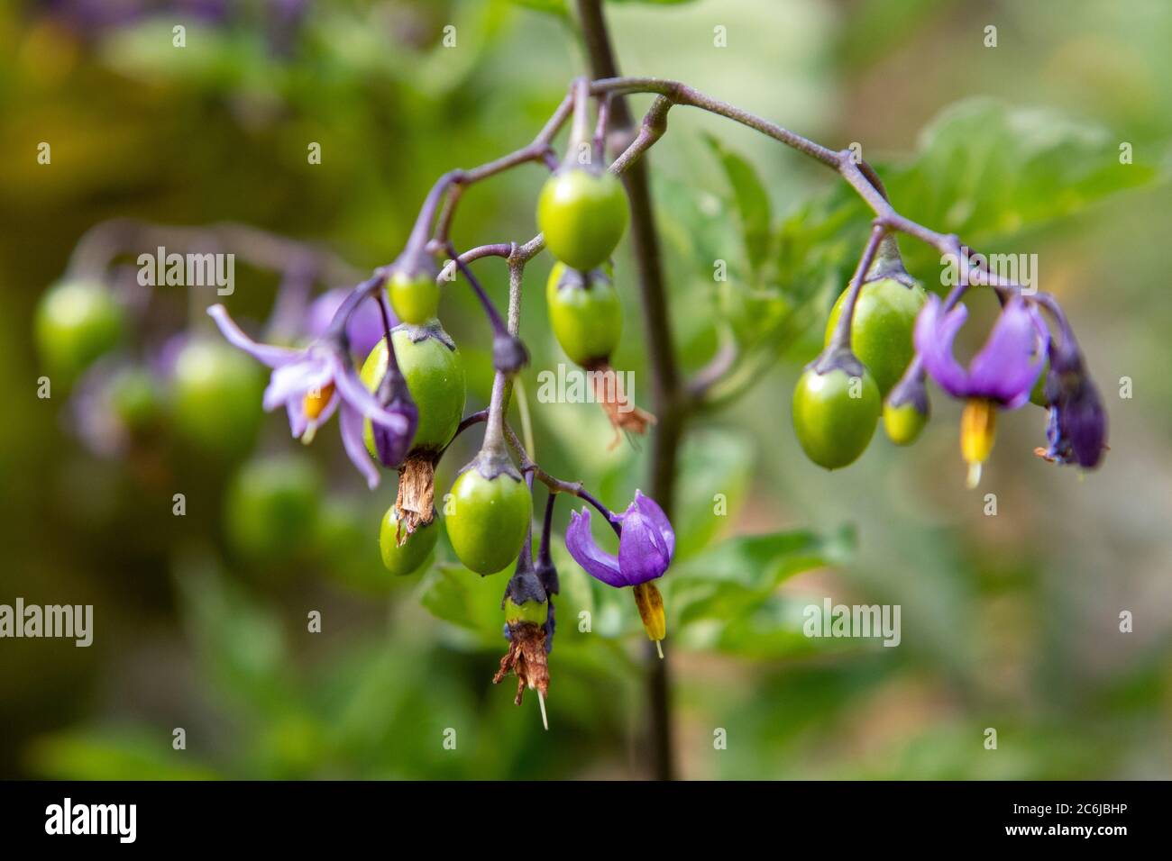 Mortale Nightshade (Atropa Belladonna) fiori e bacche Foto Stock
