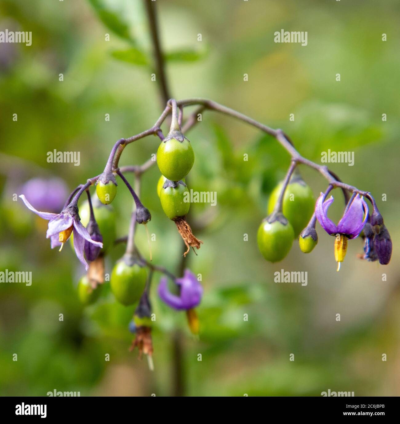 Mortale Nightshade (Atropa Belladonna) fiori e bacche Foto Stock